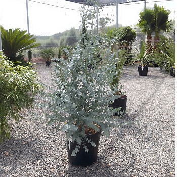 REF 32 EUCALYPTUS GUNNII AZURA 10 LITRES