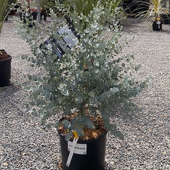 REF 33 EUCALYPTUS GUNNII AZURA 18 LITRES