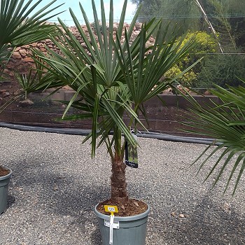 REF 103 TRACHYCARPUS FORTUNEI 20/30 DE TRONC