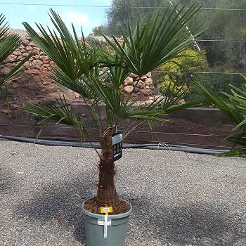 REF 104 TRACHYCARPUS FORTUNEI 30/40 DE TRONC