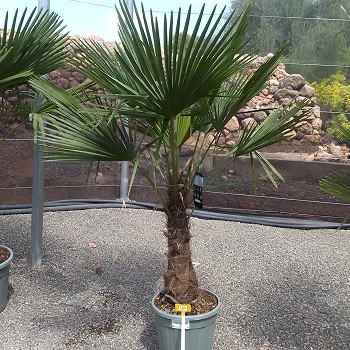 REF 105 TRACHYCARPUS FORTUNEI 40/50 DE TRONC