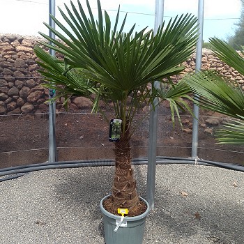 REF 106 TRACHYCARPUS FORTUNEI 50/60 DE TRONC