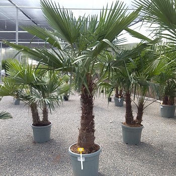 REF 107 TRACHYCARPUS FORTUNEI 60/80 DE TRONC