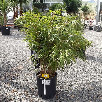 REF 34 FARGESIA RUFA POT DE 10 LITRES