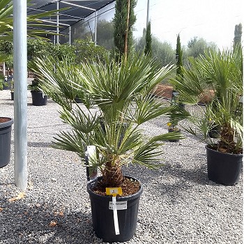 REF 6 CHMAEROPS HUMILIS POT DE 15 LITRES 