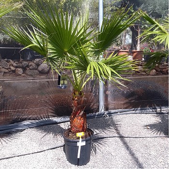 REF 123 WASHINGTONIA ROBUSTA POT DE 25 LITRES