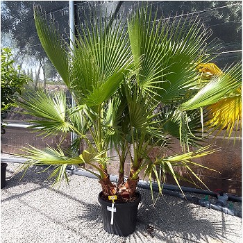 REF 129 WASHINGTONIA ROBUSTA GRUPO