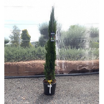 REF 19 CUPRESSUS TOTEM POT DE 18 LITRES
