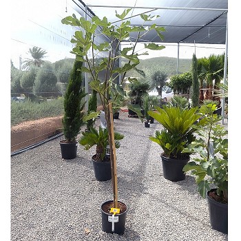REF 38 FIGUIER FICUS CARICA POT DE 10 LITRES 
