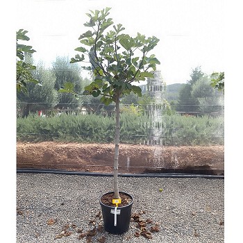 REF 40 FIGUIER FICUS CARICA POT DE 20 LITRES 