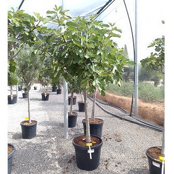 REF 42 FIGUIER FICUS CARICA POT DE 45 LITRES 