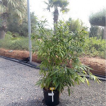 REF 92 BAMBOU PHYLLOSTACHIS NIGRA POT DE 10 LITRES