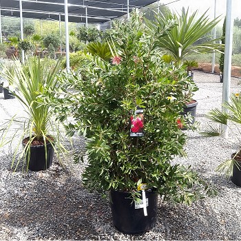 REF 4 CALLISTEMON LAEVIS POT DE 30 LITRES 