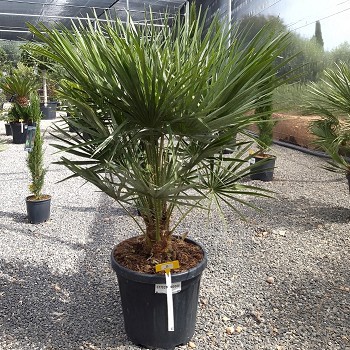 REF 8 CHAMAEROPS HUMILIS POT DE 25 LITRES 