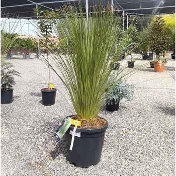 REF 28 DASYLIRION LONGIFOLIUM POT DE 25 LITRES
