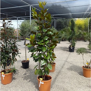 REF 47 MAGNOLIA GRANDIFLORA POT DE 25 LITRES 