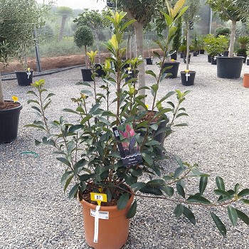 REF 87 PHOTINIA FRASERI 