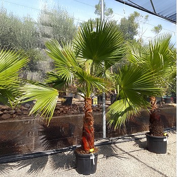 REF 126 WASHINGTONIA ROBUSTA POT DE 45 LITRES 