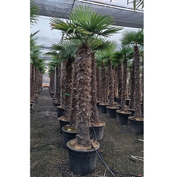 REF 180 TRACHYCARPUS FORTUNEI 160/180 DE TRONC