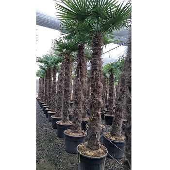 REF 200 TRACHYCARPUS FORTUNEI 200/220 DE TRONC
