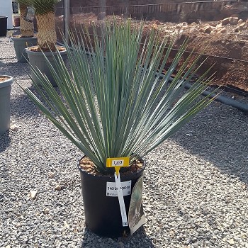 REF 140 YUCCA ROSTRATA HAUTEUR 40/50