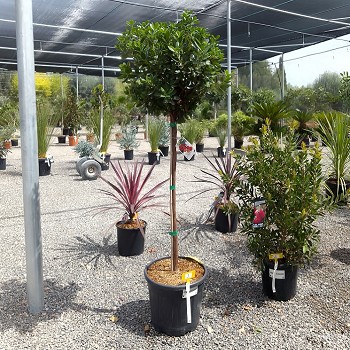 REF 1 ARBOUSIER DEMI TIGE POT DE 20 LITRES 