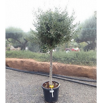 REF 61 OLIVIER TIGE POT DE 35 LITRES 