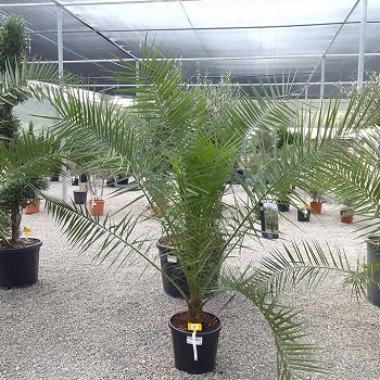 REF 82 PHOENIX CANARIENSIS POT DE 45 LITRES 