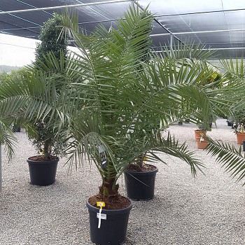 REF 83 PHOENIX CANARIENSIS POT DE 45 LITRES