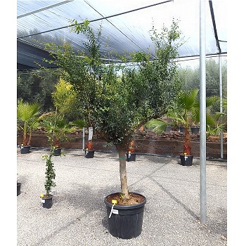 REF 95 GRENADIER POT DE 90 LITRES 