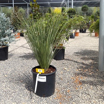 REF 25 DASYLIRION LONGIFOLIUM POT DE 10 LITRES 
