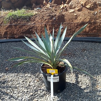 REF 137 YUCCA PALLIDA POT DE 5 LITRES