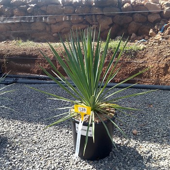 REF 138 YUCCA RIGIDA 