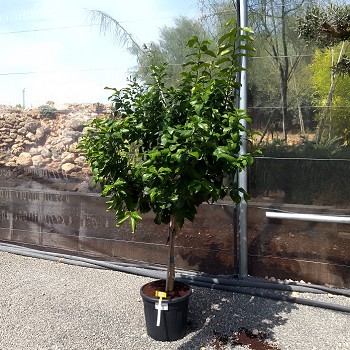 REF 152 AGRUMES POT DE 35 LITRES 