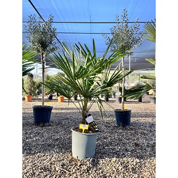 REF94 TRACHYCARPUS FORTUNEI 10/15 DE TRONC