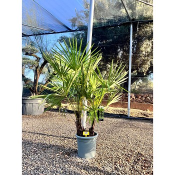 REF95 TRACHYCARPUS FORTUNEI MULTITRONCS 15 LITRES