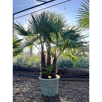 REF110 TRACHYCARPUS FORTUNEI MULTITRONCS 90 LITRES