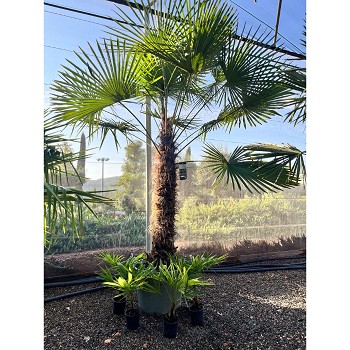 REF111 TRACHYCARPUS FORTUNEI 120/140 DE TRONC