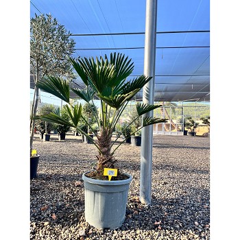 REF112 TRACHYCARPUS WAGNERIANUS 15/20 DE TRONC