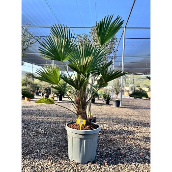 REF113 TRACHYCARPUS WAGNERIANUS 20/30 DE TRONC