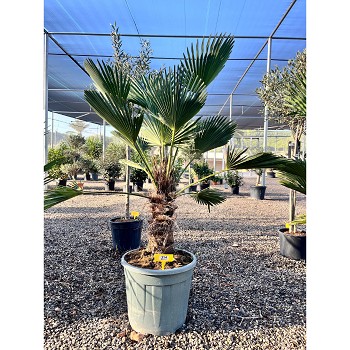 REF114 TRACHYCARPUS WAGNERIANUS 30/40 DE TRONC