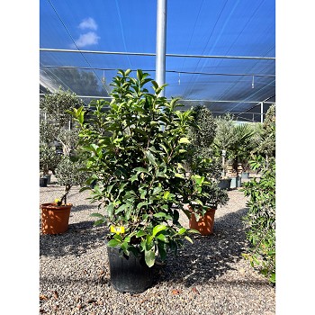 REF115 VIBURNUM LUCIDUM POT DE 18 LITRES