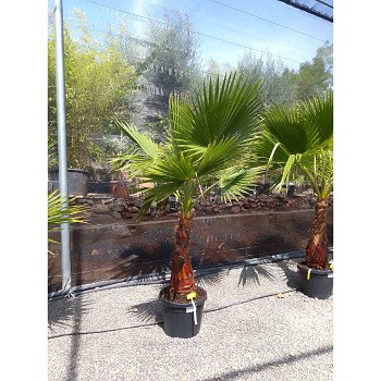 REF117 WASHINGTONIA ROBUSTA POT DE 35 LITRES