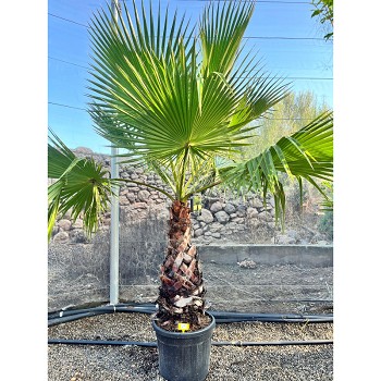 REF119 WASHINGTONIA ROBUSTA POT DE 55 LITRES 