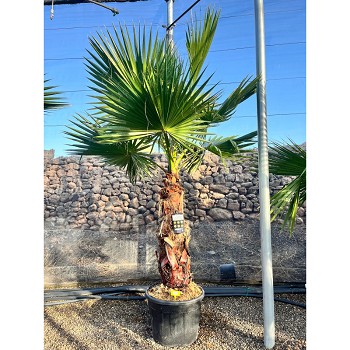 REF120 WASHINGTONIA ROBUSTA POT DE 70 LITRES 