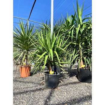 REF122 YUCCA ELEPHANTIPES POT DE 15 LITRES