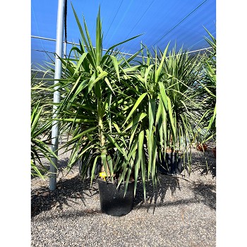 REF123 YUCCA ELEPHANTIPES POT DE 30 LITRES