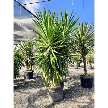 REF124 YUCCA ELEPHANTIPES POT DE 90 LITRES 