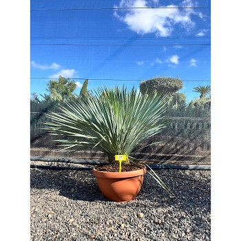 REF125 YUCCA ROSTRATA COUPE DE 40CM