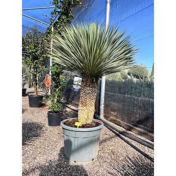 REF134 YUCCA ROSTRATA POT DE 70 LITRES